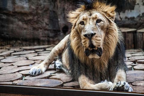 Der Asiatische Löwe Subali liegt im Innengehege  des Nürnberger ­Tiergartens