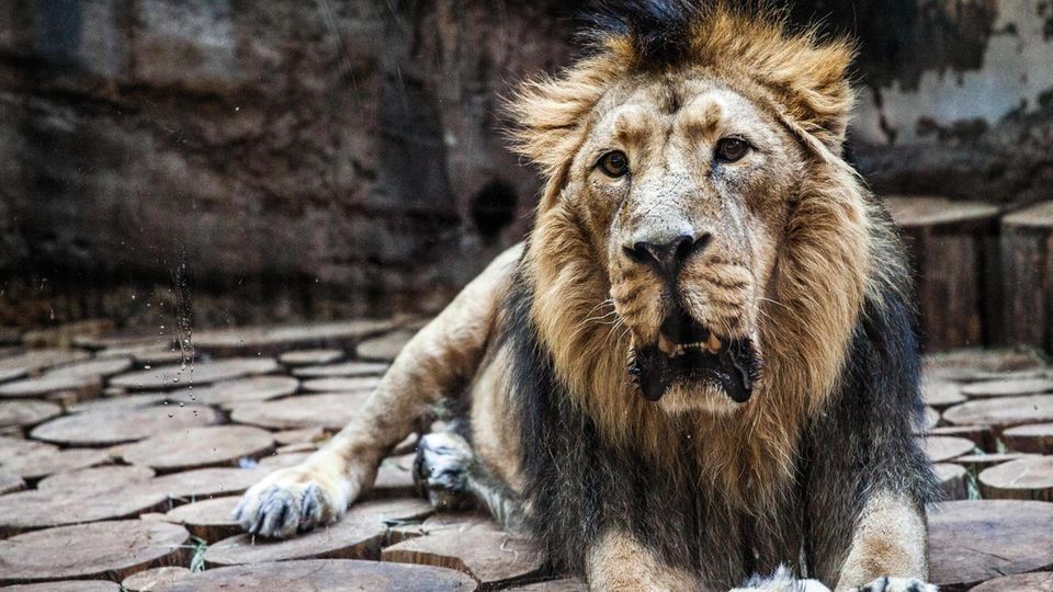 Der Asiatische Löwe Subali liegt im Innengehege  des Nürnberger ­Tiergartens