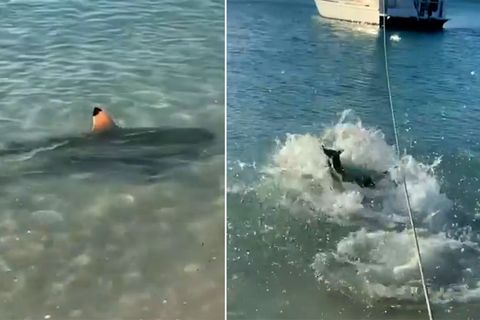 Australien: Hund beschützt sein Herrchen vor einem Hai