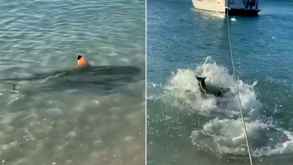 Australien: Hund beschützt sein Herrchen vor einem Hai Australien: Hund beschützt sein Herrchen vor einem Hai