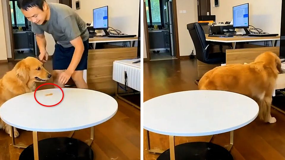 Beliebtes TikTok-Video: Golden Retriever stibitzt Leckerli – und verschleiert sein "Verbrechen" wie ein Profi