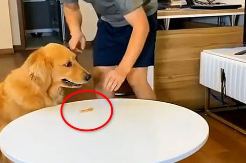 Beliebtes TikTok-Video: Golden Retriever stibitzt Leckerli – und verschleiert sein "Verbrechen" wie ein Profi