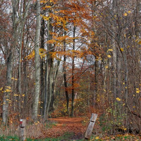 In diesem Waldstück in Berlin wurden die Knochen des vermissten Monteurs gefunden