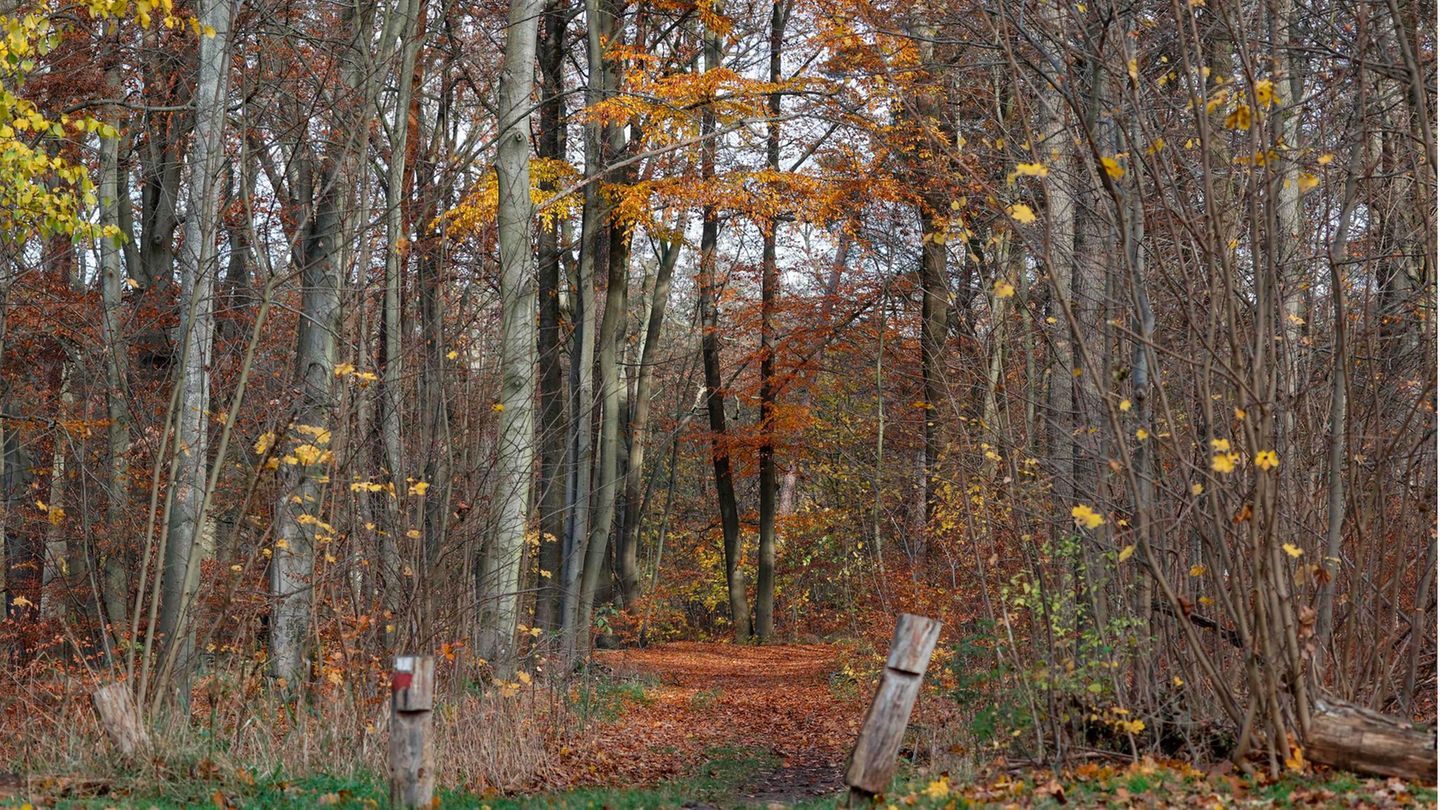 In diesem Waldstück in Berlin wurden die Knochen des vermissten Monteurs gefunden