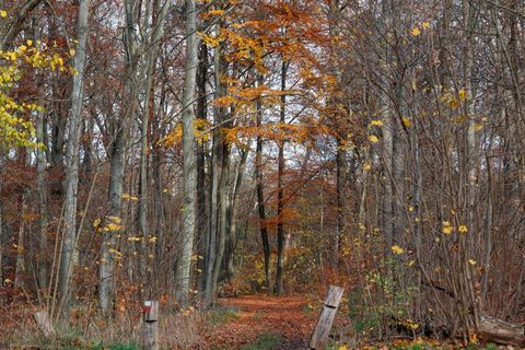 In diesem Waldstück in Berlin wurden die Knochen des vermissten Monteurs gefunden