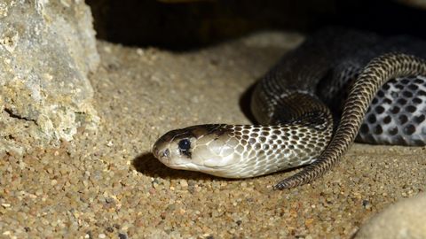 Indische Kobra