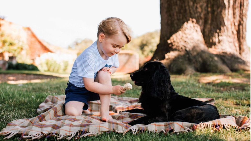 Prinz George und Familienhund Lupo im Sommer 2016