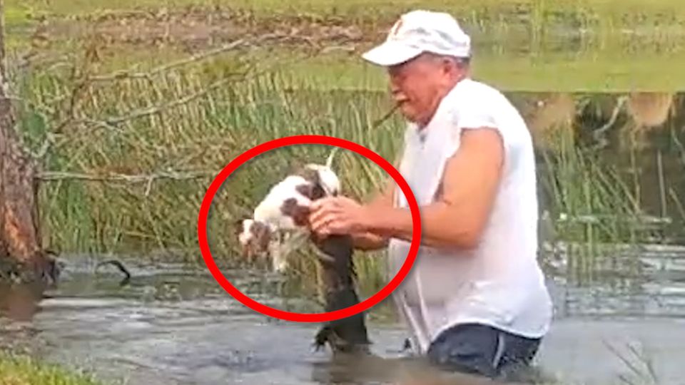 Seorang pria menyelamatkan seekor anjing dari mulut buaya