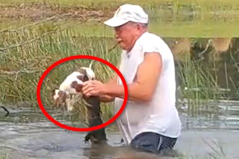 Mann rettet Hund aus Maul eines Alligators