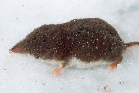 Das seltene Borna-Virus wird von Feldspitzmäusen ausgeschieden