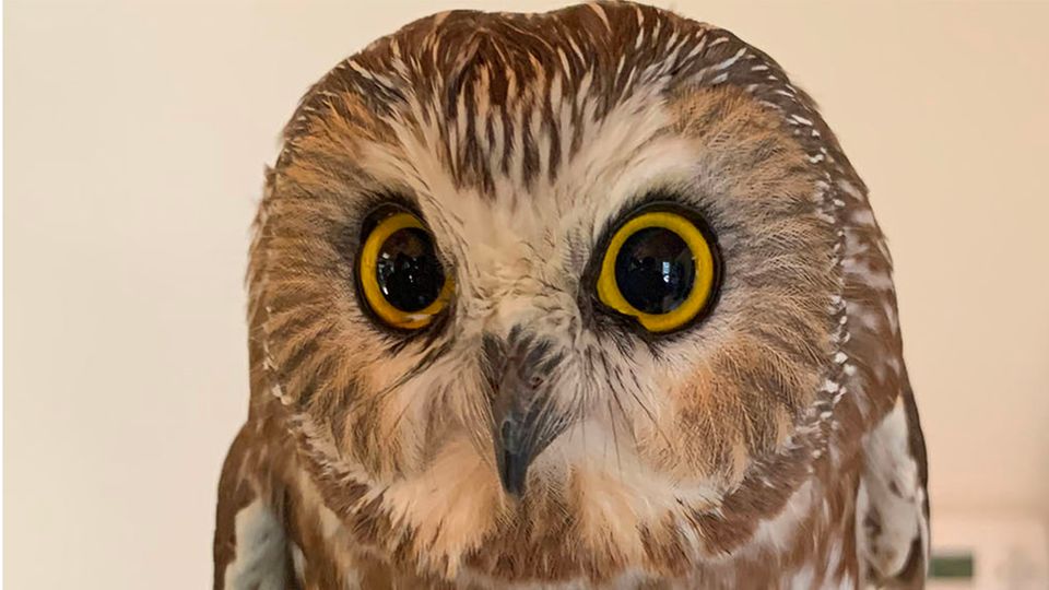 Rocky ist wieder zurück in der Wildnis: Eule war zuvor im Rockefeller-Weihnachtsbaum gefunden worden