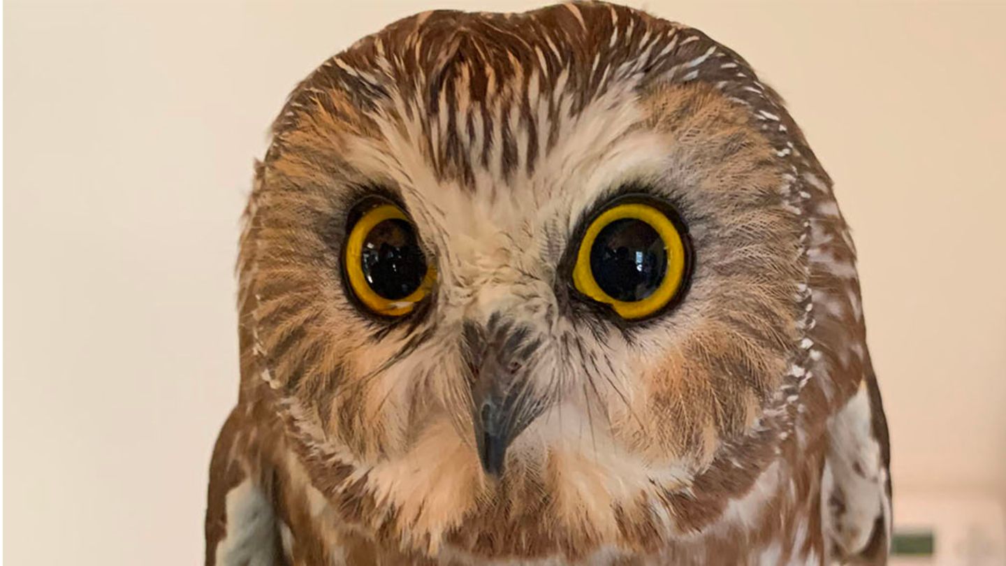 New York: Owl was hidden in Rockefeller’s Christmas tree – now it’s free again (video)