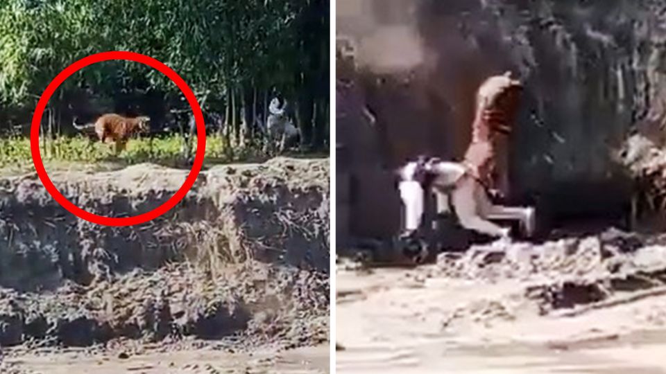 Tigerangriff in Indien