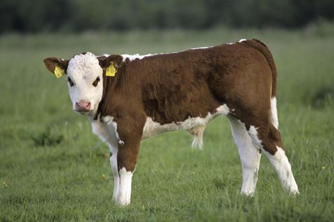 Kalb