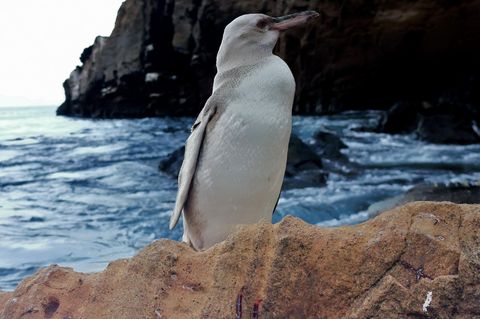 Weißer Pinguin auf den Galapagos-Inseln