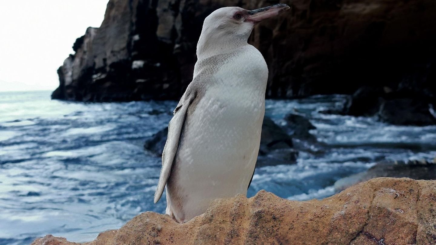 Weißer Pinguin auf den Galapagos-Inseln