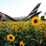 Aus dem Feld der Sonnenblumen ragt die Heckflosse eines Airbus A380 in den Farben der Fluggesellschaft Emirates Airlines heraus.