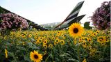 Aus dem Feld der Sonnenblumen ragt die Heckflosse eines Airbus A380 in den Farben der Fluggesellschaft Emirates Airlines heraus.