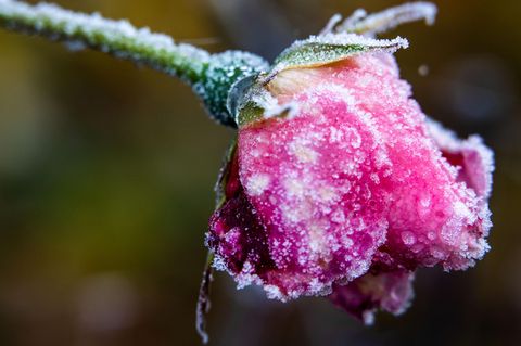Eiskristalle haben sich am Samstag in Mecklenburg-Vorpommern auf einer Rosenblüte gebildet. Auch in den kommenden Tagen wird es kalt