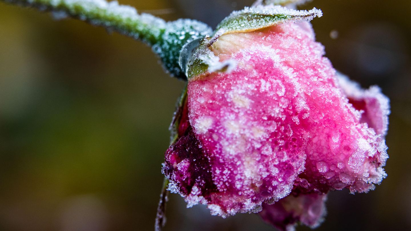 Eiskristalle haben sich am Samstag in Mecklenburg-Vorpommern auf einer Rosenblüte gebildet. Auch in den kommenden Tagen wird es kalt