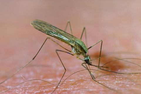 Malariamuecke saugt Blut auf menschlicher Haut