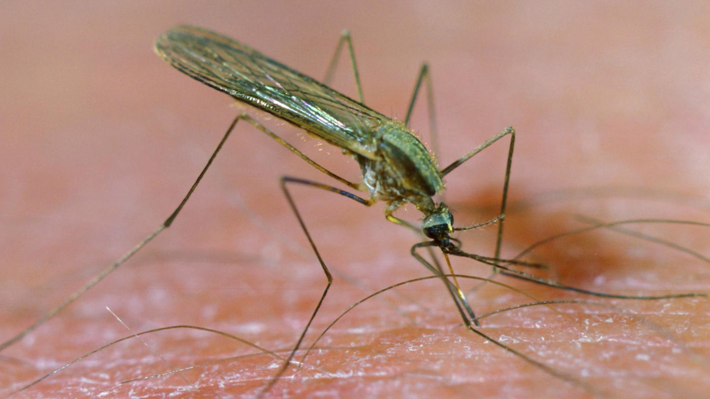 Malariamuecke saugt Blut auf menschlicher Haut