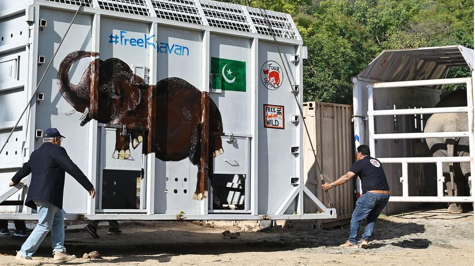Kavaans Transportbox Die Transportbox für den Elefanten Kavaan