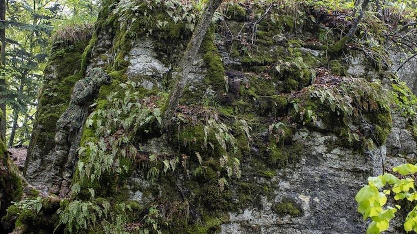 Kniffliges Suchbild: Soldat im Einsatz: Wo hat er sich auf diesem Bild versteckt?
