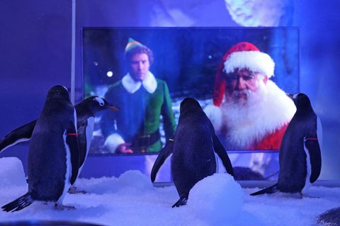 Tierischer TV-Abend im Londoner Sea Life: Die Eselspinguine unterhalten sich mit einem Weihnachtsfilm 