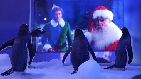 Tierischer TV-Abend im Londoner Sea Life: Die Eselspinguine unterhalten sich mit einem Weihnachtsfilm 