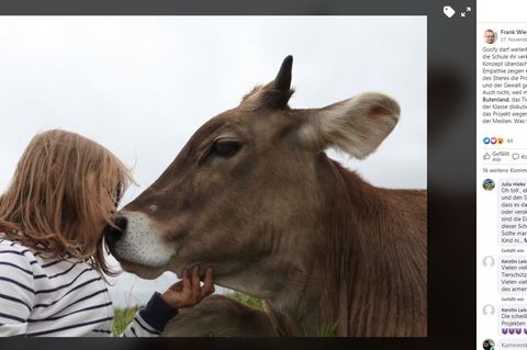 Jetzt Zugochse statt Schlachtvieh: der Stier Goofy und eine Schülerin