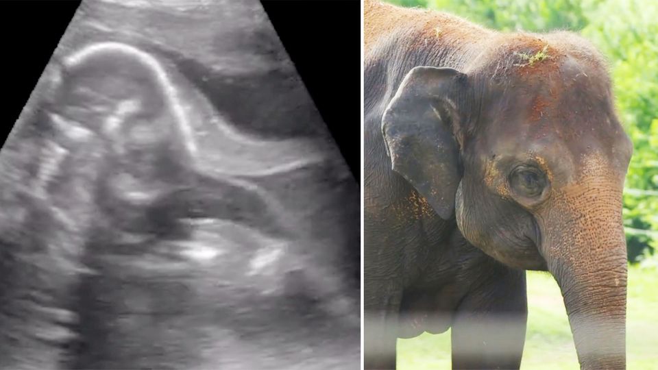 Elefanten-Ultraschall-Video sorgt für Begeisterung in den sozialen Netzwerken.