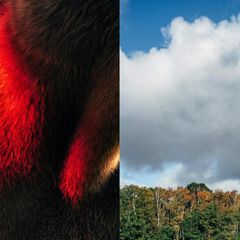 Lnks: ein Pferdehals; rechts: Wald und Himmel