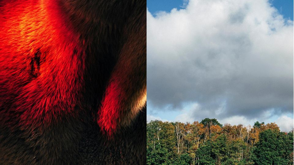 Lnks: ein Pferdehals; rechts: Wald und Himmel