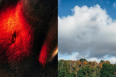 Lnks: ein Pferdehals; rechts: Wald und Himmel