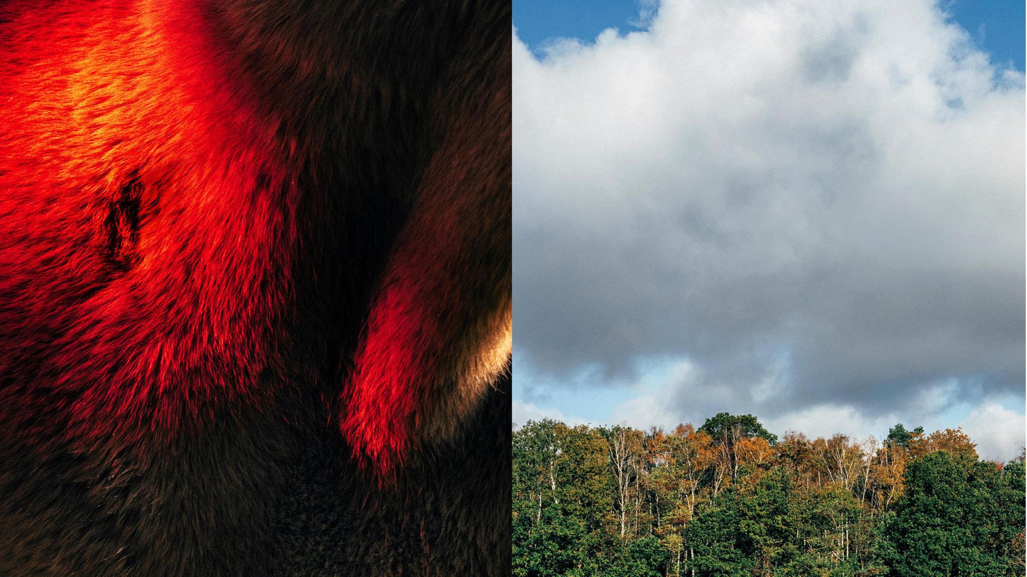 Lnks: ein Pferdehals; rechts: Wald und Himmel