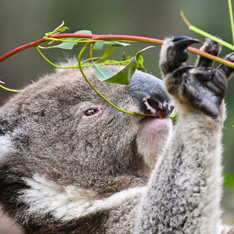 Australien: Koalabär frisst Blätter