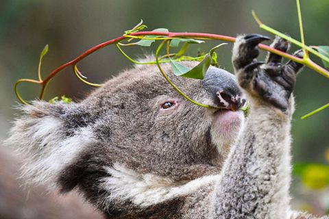 Australien: Koalabär frisst Blätter