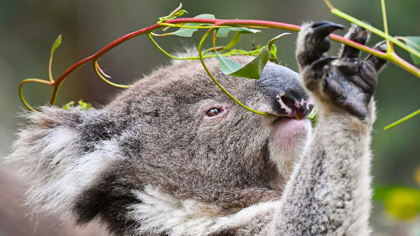 Australien: Koalabär frisst Blätter