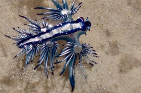 "Blauer Drache"
