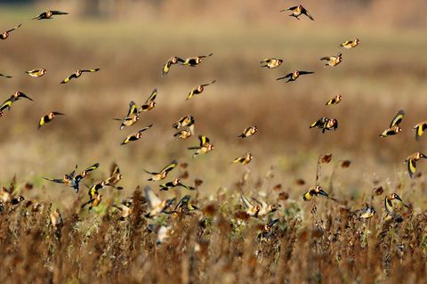 Vogel des Jahres 2021: Stieglitze bei der Futtersuche