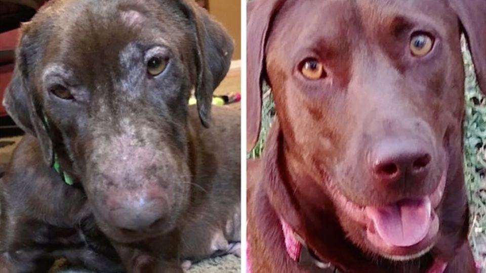 Hund vorher nachher Links ein magerer Hund mit struppigem Fell, rechts der selbe Hund mit glänzendem Fell