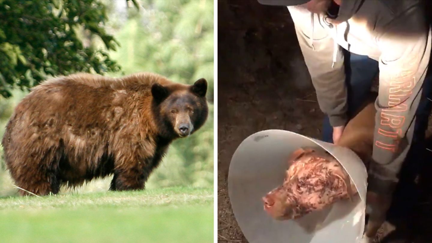 In Kalifornien leben Schwarzbären, die zwar bis zu 250 Kilogramm schwer werden können, im Schnitt aber unter 100 Kilo wiegen