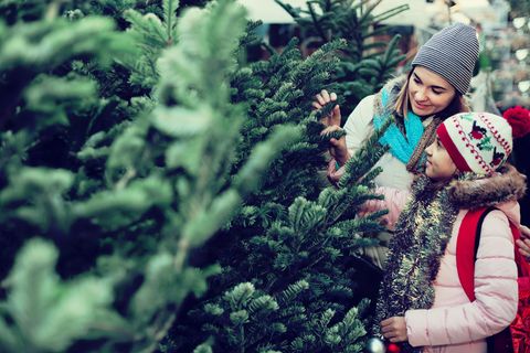 Weihnachtsbaum: Warum eine Plastiktanne ökologischer ist als ein echter Tannenbaum