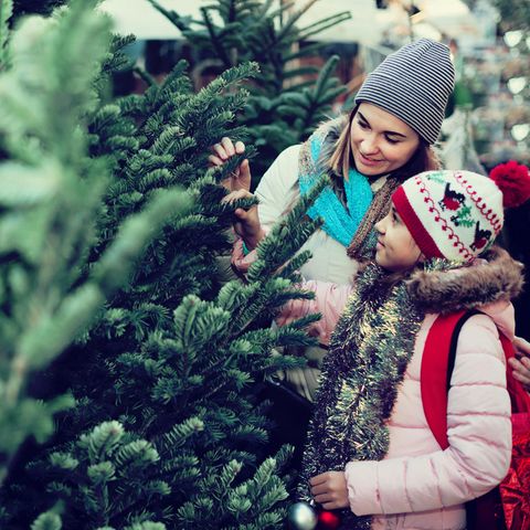 Weihnachtsbaum: Warum eine Plastiktanne ökologischer ist als ein echter Tannenbaum