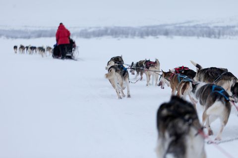 Schlittenhunde in Lappland