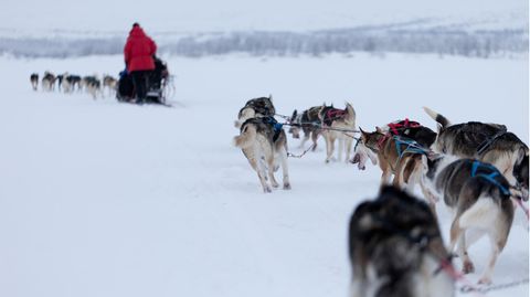 Schlittenhunde in Lappland