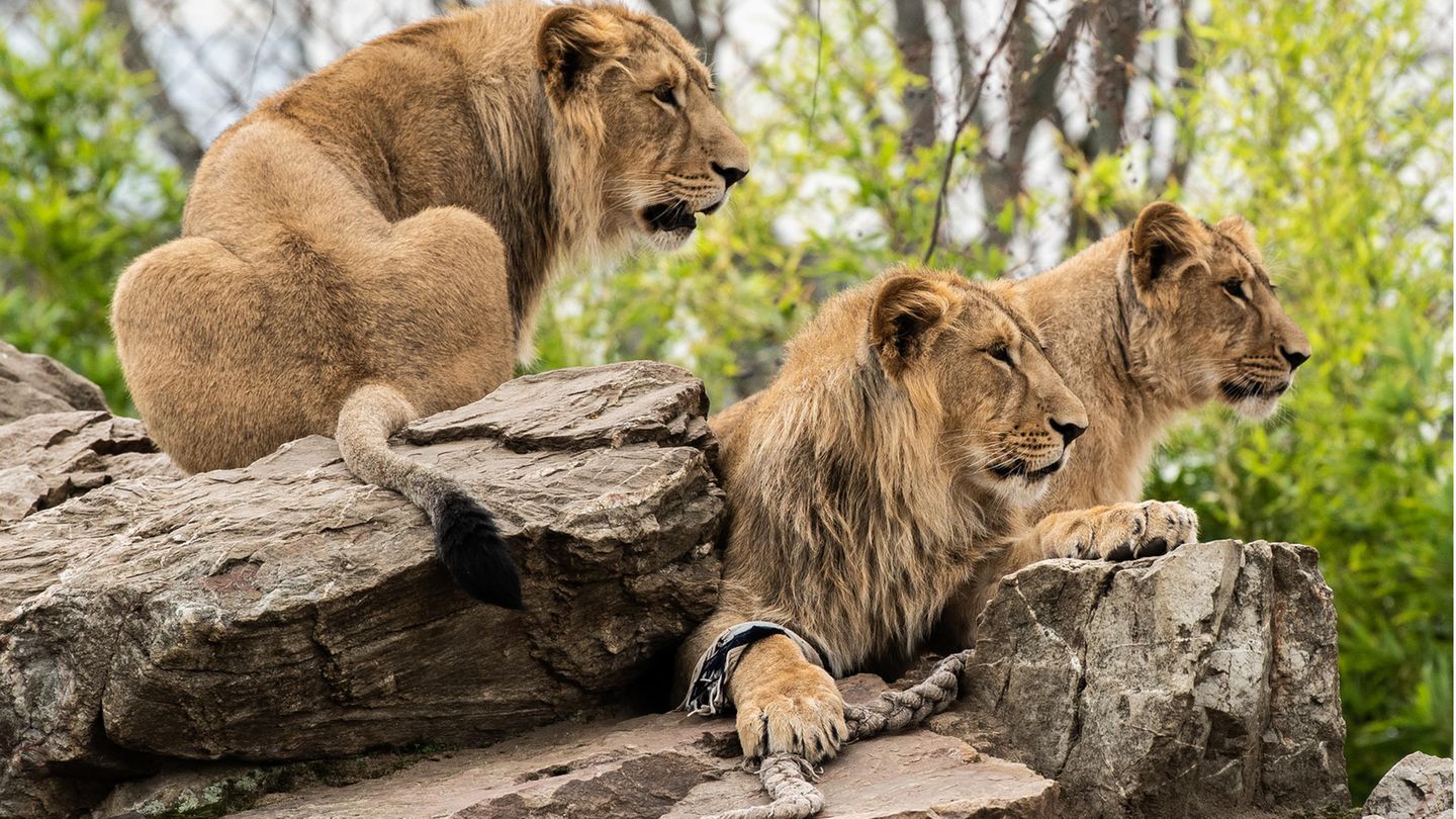 Vier Löwen haben sich in einem Zoo in Barcelona mit Covid-19 infiziert