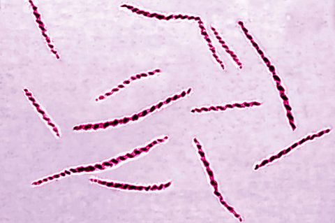 Syphilis-Diagnosen auf Höchststand in Deutschland