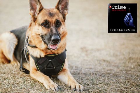 Podcast "Spurensuche": Was Mantrailer-Hunde wirklich können